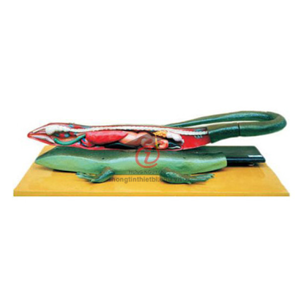 Mô hình Thằn lằn (CSSH2073)